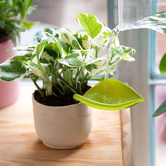 3 Piece Houseplant Watering Funnels