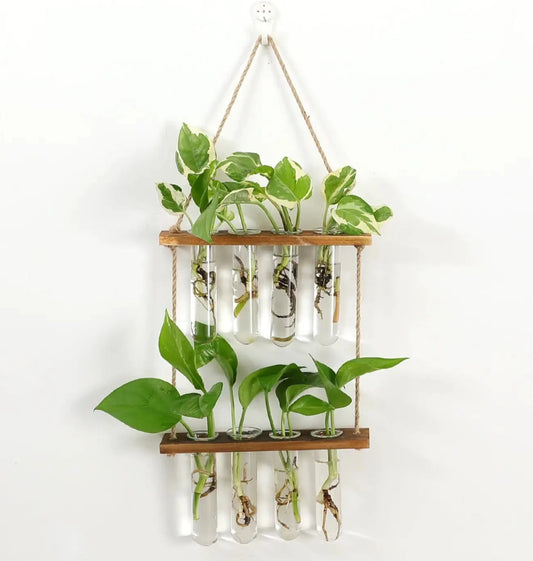 Wall Hanging Test Tube Propagation Station